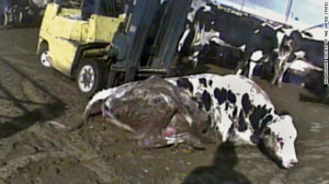 Humane Society image of sick cattle being moved