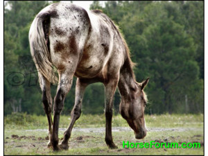Varnish Roan Appaloosa Horse