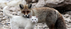Somewhere In Turkey, A Wild Cat And A Fox Are Best Friends
