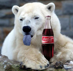 Bear did not like Coca-Cola – Funny Animals – Funny Picture