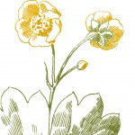 buttercup flower images
