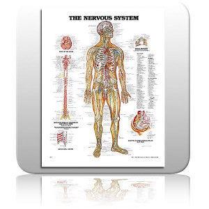 Human Nervous System Chart