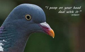 hum-quotes-1294x800-wallpaper-2389118.jpg