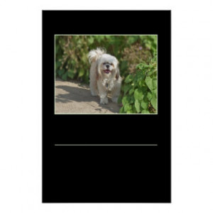 Cute Shih Tzu Puppy Dog.... Add your quote/saying Poster