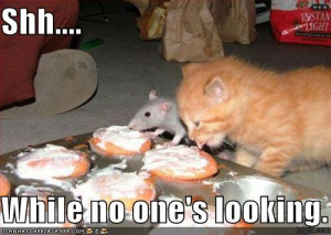 Funny+Pictures+-+Funny+Rats+-+5.jpg