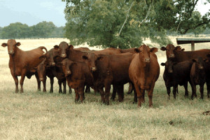 The continued use of quality bulls has developed an outstanding herd ...