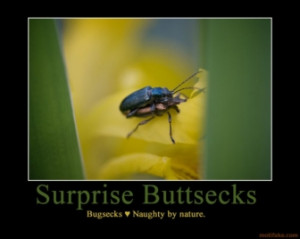 surprise buttsecks buttsecks bugsecks surprise bugs demotivational