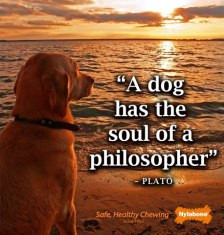 dog has the soul of a philosopher.” -Plato