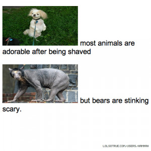 ... animals are adorable after being shaved but bears are stinking scary