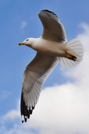 Jonathan Livingston Seagull Quotes Photo By Jiyang Chen Creative ...