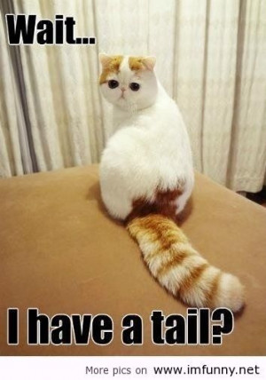 Funny cats with tail / Funny Pictures, Funny Quotes – Photos, Quotes ...