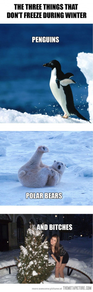 Funny photos funny penguins polar bears winter