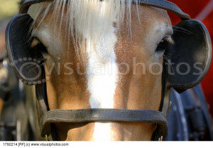 horse_with_blinders_1792214.jpg