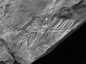 Pterodactyl Fossil