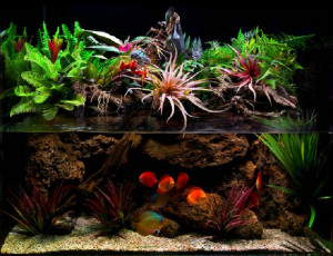 Paludarium Great Discus...