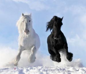 White Shire and Black Friesian