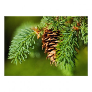 Christmas Evergreen Pine Cone Needles Tree Trees Personalized Invites
