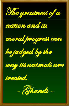 Ghandi Quote (Med) photo GhandiQuote-1.jpg