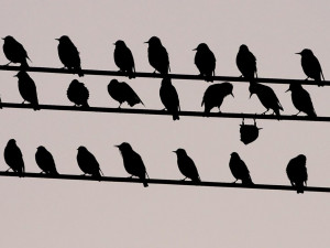 Photo: Birds perched on a wire