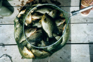 Blackcrappie_1.jpg