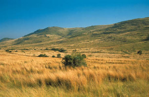 the africian savanah is an exsample of a temperate grass lands which ...