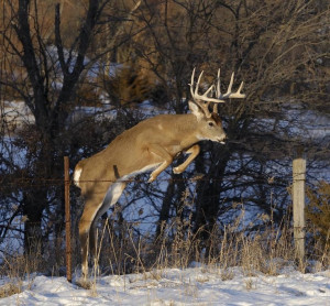 Whitetail Deer Buck Jumping