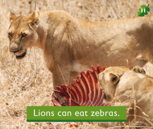 Lions Can Eat Zebras Next...