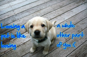 In Honor and Memory of our beloved dog