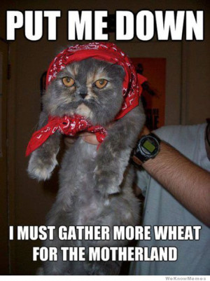 Communist Cat – meme – Put me down I must gather more wheat for ...