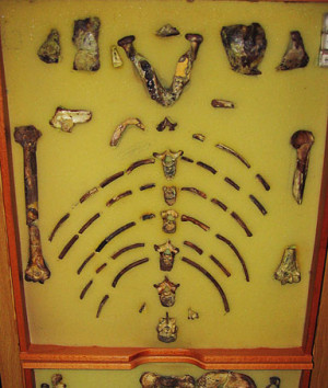 Lucy Hominid Fossils