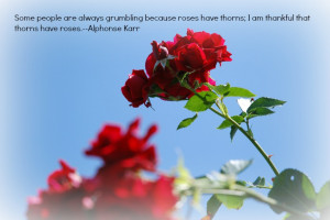 Some people are always grumbling because roses have thorns; I am ...
