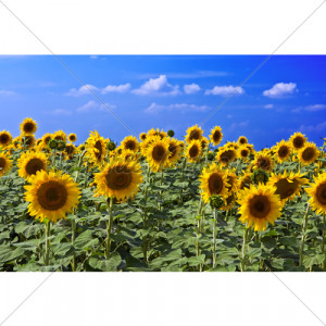 Beautiful Sunflower Field In Sunny Summer