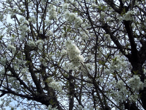 apple blossoms silly sayings and the small print hubpages blog