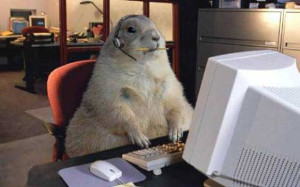 15 Pictures of Animals Working on Computers