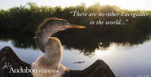 Everglades Restoration: Back to Work