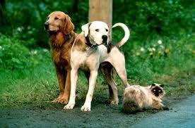 Shadow and Chance from Homeward Bound!