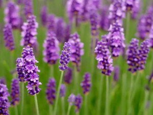 Imágenes para la búsqueda lavanda