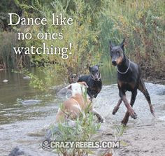 ... love the way dobbies dance more doberman quotes quotes inspiration 1