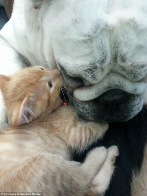 ... little sisters! Adorable bulldog protects his adopted kitten siblings