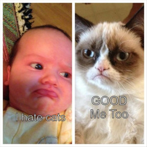 hate-cats-grumpy-cat.jpg