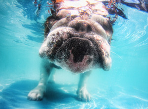 Hilarious Pictures of Dogs Diving Underwater
