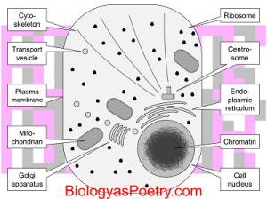 animal cell cilia and flagella source http quoteko com id9 ...