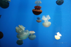 Floating Jellyfish Premium Poster