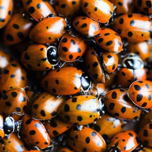 Ladybugs, lots & lots of ladybugs