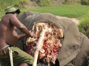 Many Chinese believe tusks fall out & grow back (as told by the ...