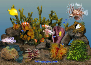 ... -3d-tropical-fish-aquarium-3d-tropical-fish-aquarium-photos.jpg