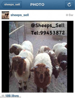 Slaughter: These sheep are being offered for sacrifice by an Instagram ...