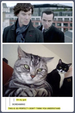 funny cats funny pics funny pictures humor lol sherlock holmes tv ...