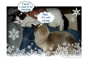 Turkey Times and Cats Playing Chicken