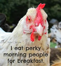 people for breakfast. #chicken Eating Perky, Perky Morning, Quotes ...